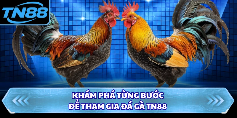 Khám phá từng bước để tham gia đá gà TN88